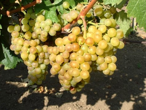 Рислинг: описание белого сорта винограда,почему его называют королем вин? Описание белых сортов винограда