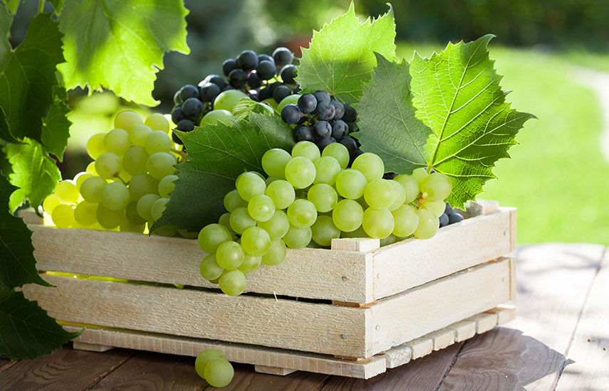 Уход за виноградом осенью: полив, обработка, обрезка и подготовка к зиме