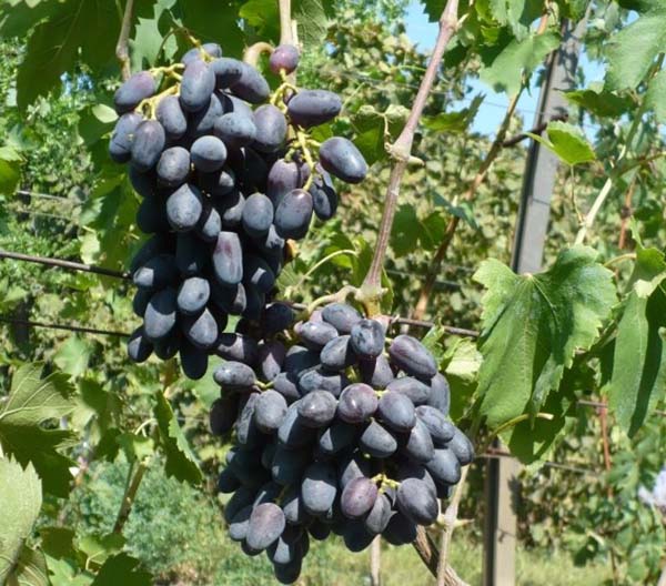 На фото виноград Академик