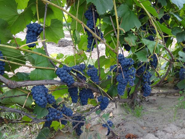 Черный виноград Альфа