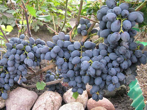 Гроздья винограда Гала