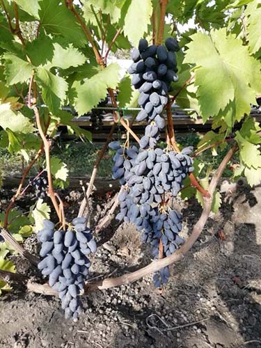 Черный виноград сорт Памяти Негруля