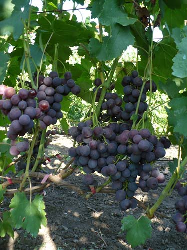 Урожай винограда Рошфор