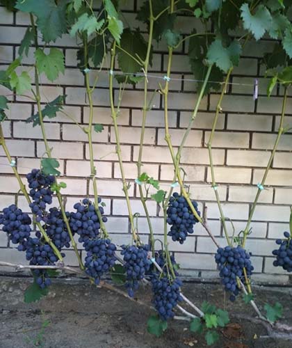 Сорт винограда Сфинкс