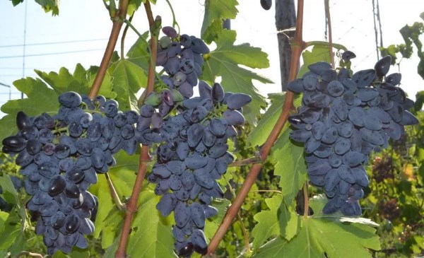 Гроздья винограда Викинг