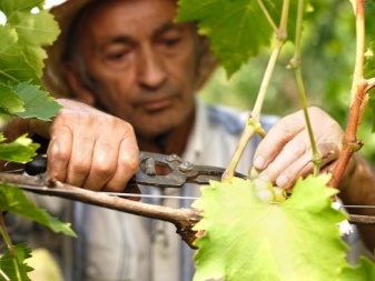Хлороз винограда: как выглядит, как и чем лечить, методы борьбы