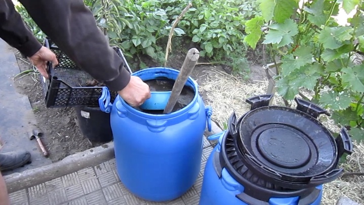 Удобрение для саженцев винограда: когда и как подкармливать для максимального результата