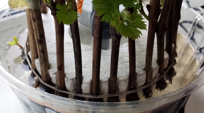 Посадка винограда черенками: сроки и пошаговая инструкция