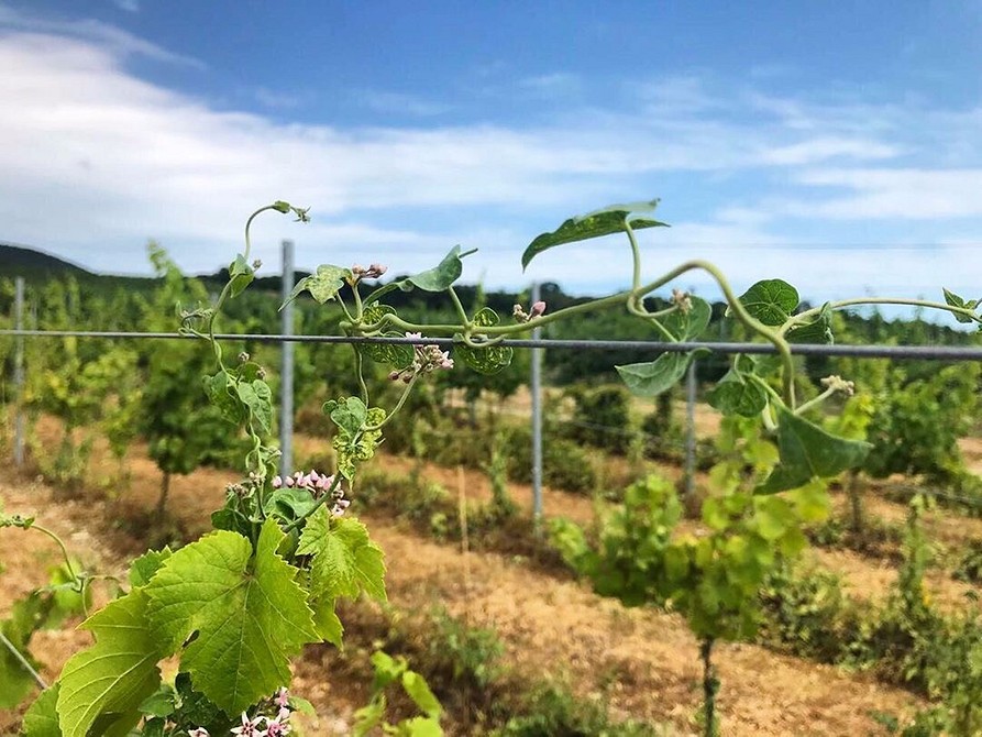 Схема посадки винограда на шпалерах - особенности посадки и полезные советы