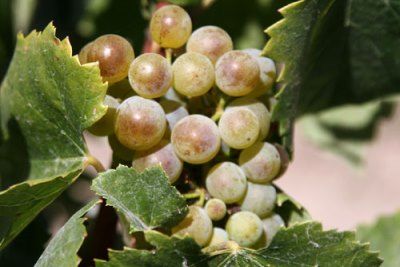 Рислинг: описание белого сорта винограда,почему его называют королем вин? Описание белых сортов винограда