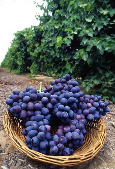 виноград молдова отзывы