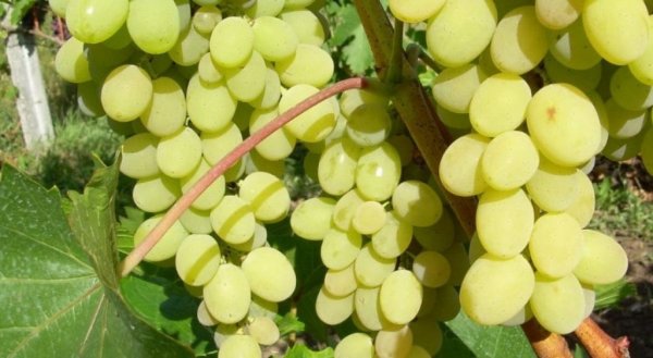 Лучшие, сладкие сорта винограда для Подмосковья с описанием и характеристикой