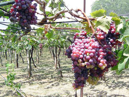 Обрезка винограда весной - сколько почек оставлять на лозе?