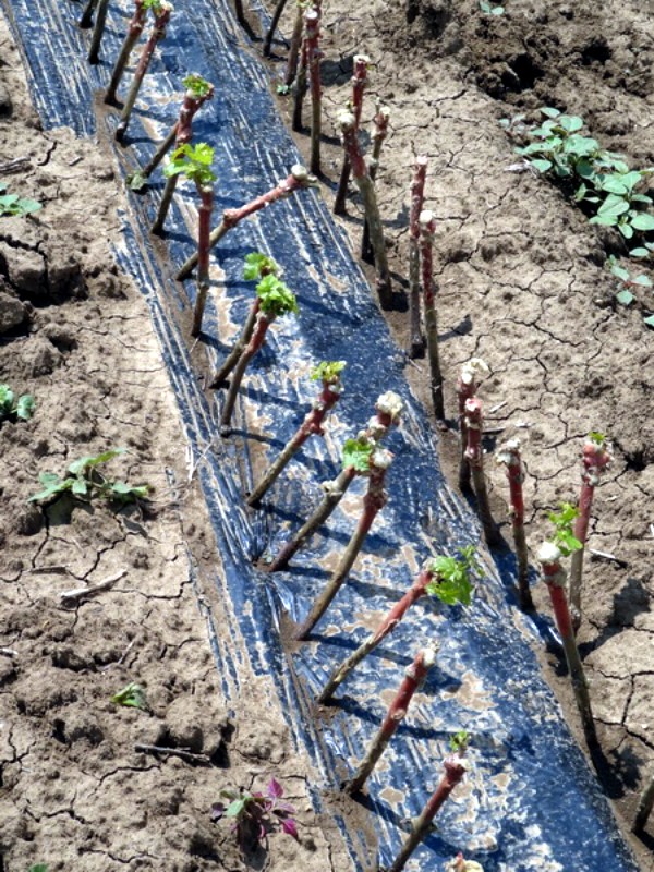 Как правильно посадить чубуки винограда весной в открытый грунт