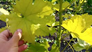 Хлороз винограда: как выглядит, как и чем лечить, методы борьбы