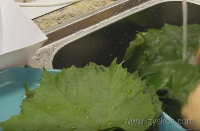 Укладываем листья на тарелку или поднос, чтобы с них стекла лишняя жидкость.