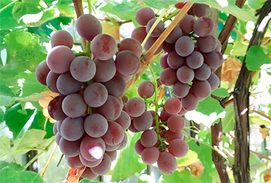 Чубуки винограда – как вырастить в условиях дома и пересадить в открытый грунт?