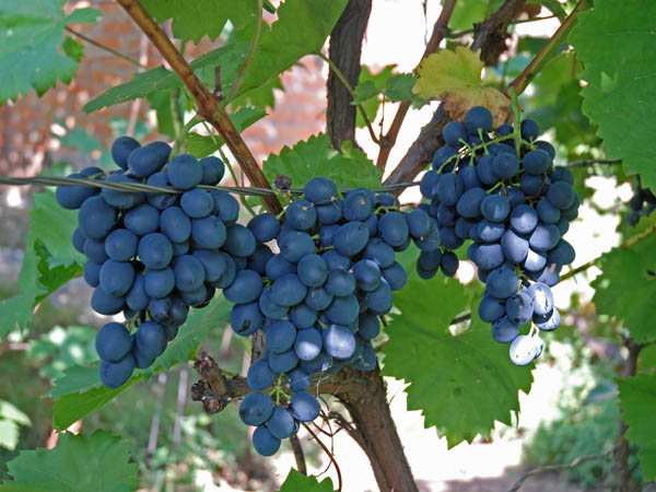 Виноград Молдова: описание сорта, характеристики, правила выращивания и ухода