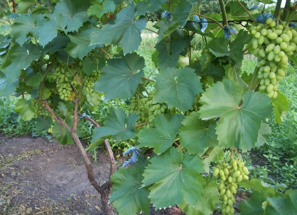 Посадка винограда черенками: сроки и пошаговая инструкция