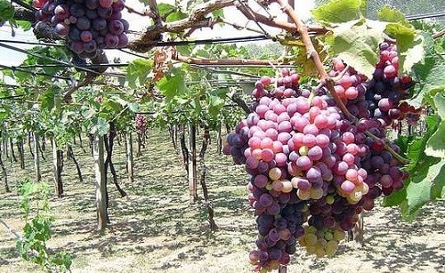 Полив винограда весной и подкормка: когда начинать после открытия, особенности