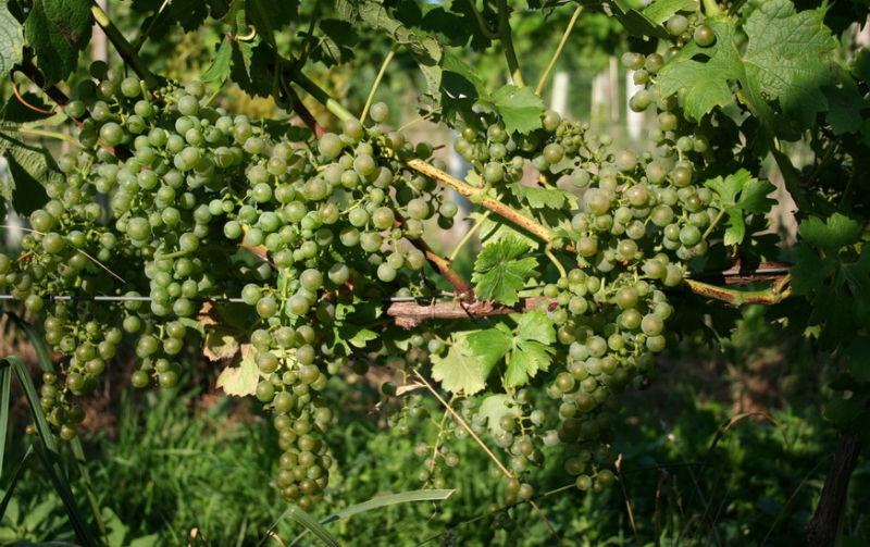 Виноград каберне кортис: описание сорта, фото и отзывы садоводов
