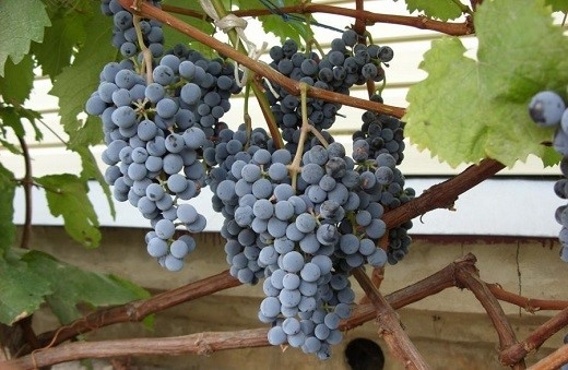 Виноград каберне кортис: описание сорта, фото и отзывы садоводов