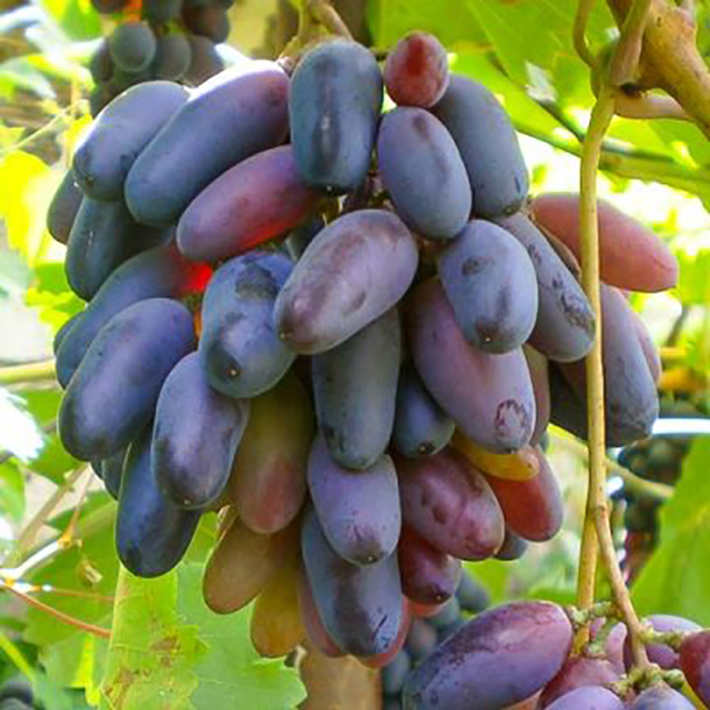 гроздь черного винограда
