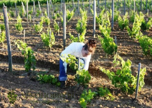 Удобрение для саженцев винограда: когда и как подкармливать для максимального результата