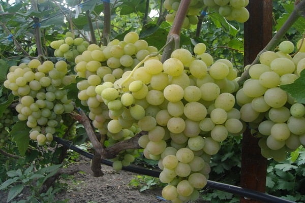 использование винограда