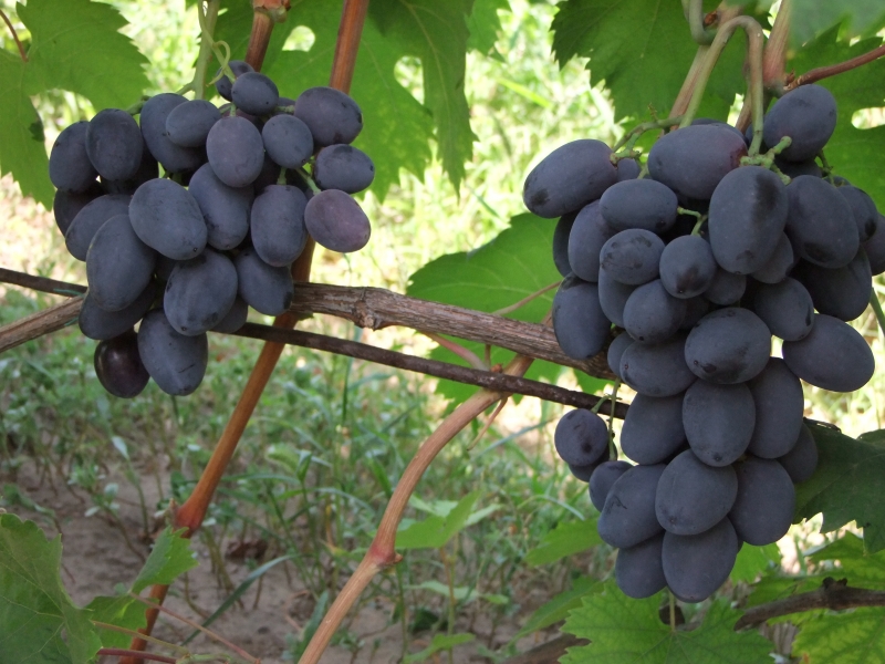 Как сажать и выращивать виноград в теплице: советы и рекомендации