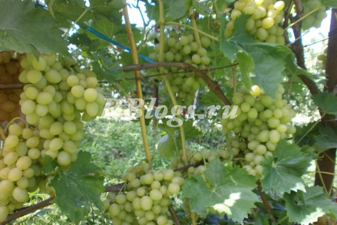 Описание и фото сорта винограда Аркадия