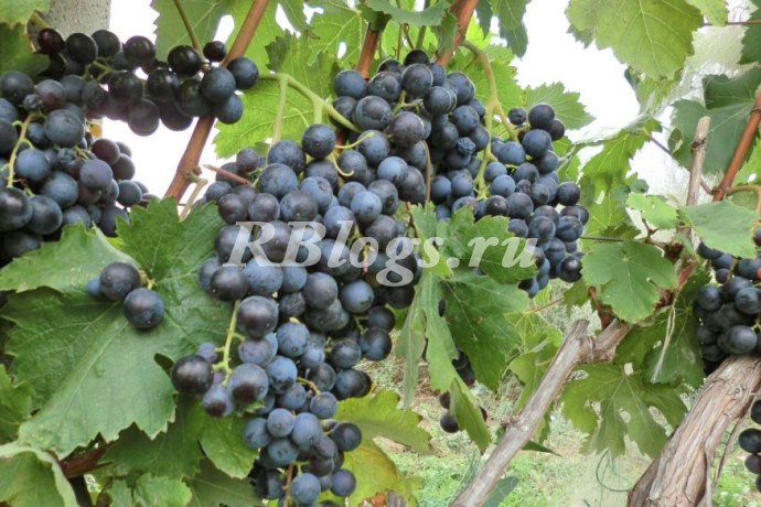 Фото и описание винограда Фиолетовый ранний