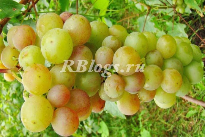 Фото и описание сорта винограда Русвен 