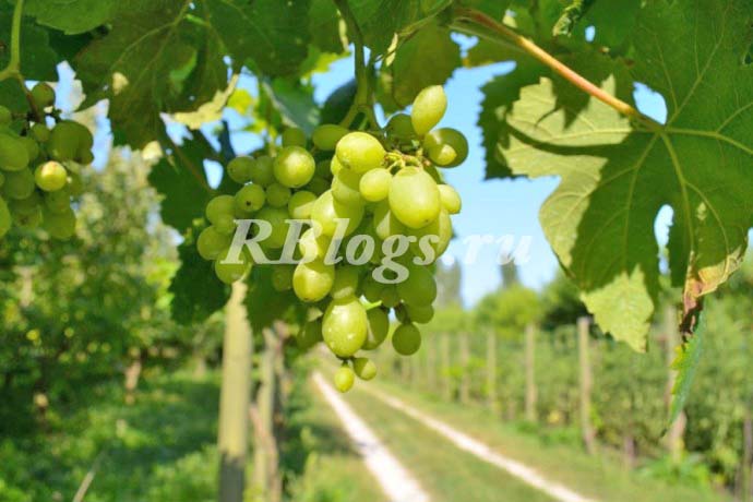 Описание и фото сорта винограда Сеянец ГБС-1
