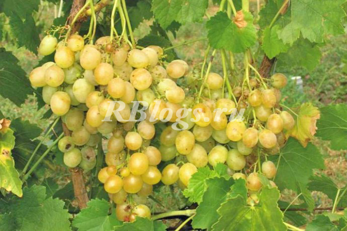 Фото и описание сорта винограда Тур Хейердал