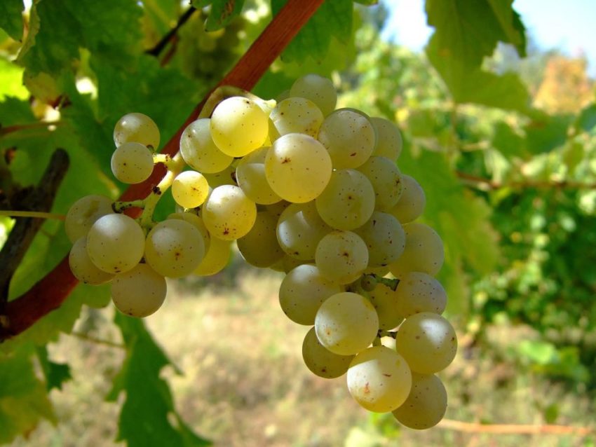 виноград Совиньон Блан