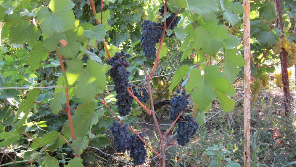 уход за молодым виноградом осенью