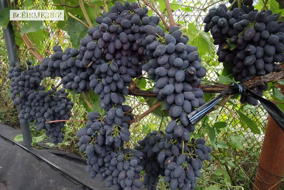 Сорта темного винограда: названия, описание и характеристика