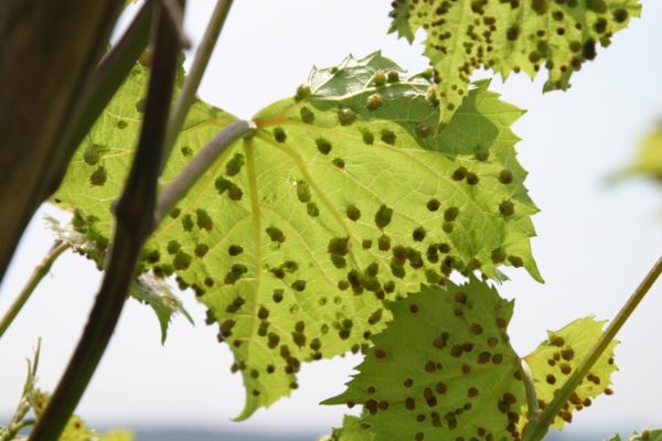Филлоксера на листьях винограда