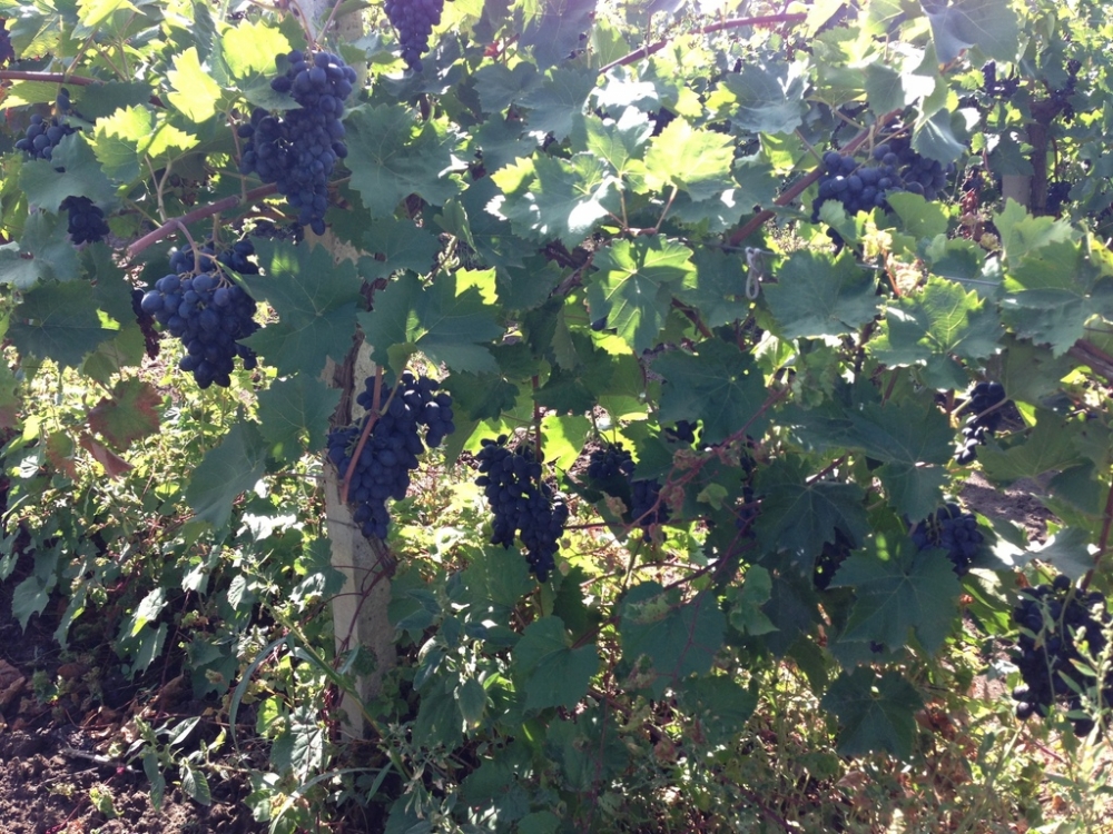 обрезка винограда молдова осенью