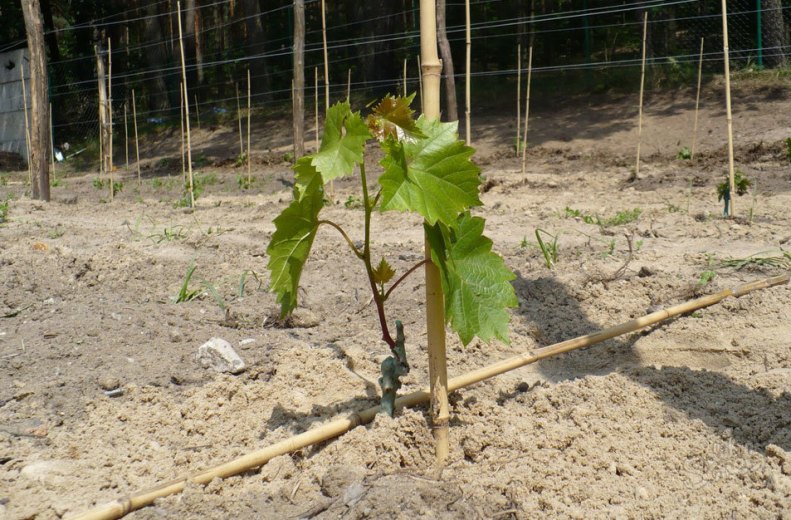 Виноград Молдова: описание сорта, характеристики, правила выращивания и ухода