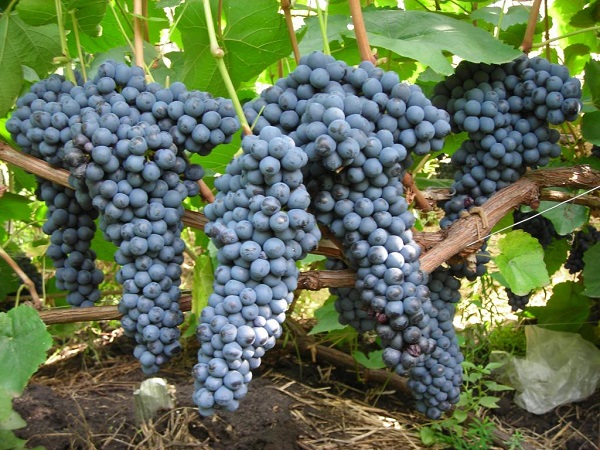Плотные гроздья винограда 