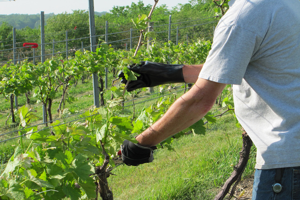 Виноград Столетие: описание сорта и особенности выращивания