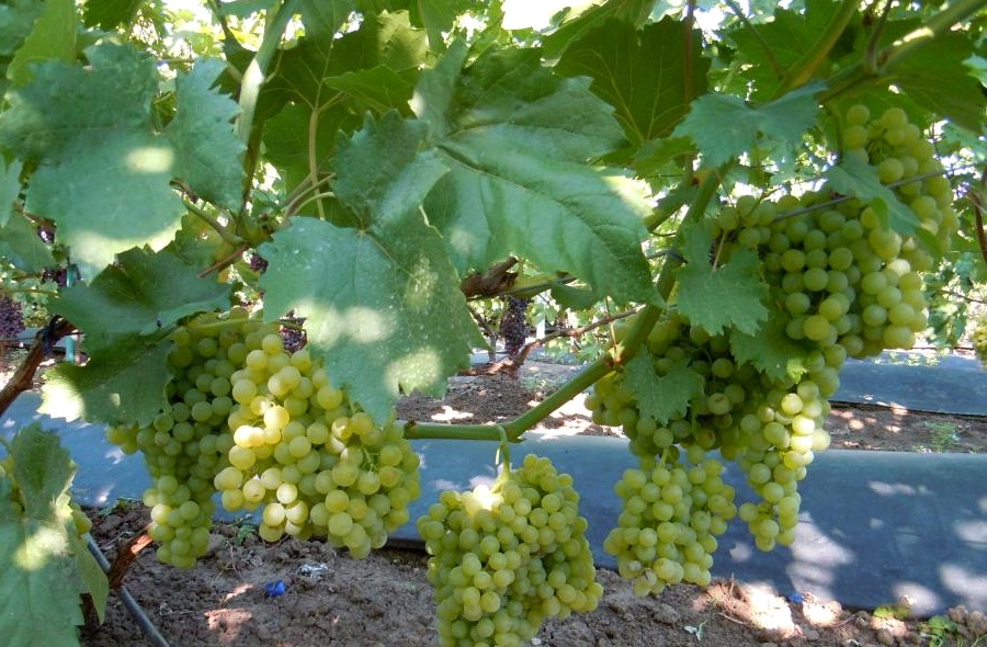 Как сажать и выращивать виноград в теплице: советы и рекомендации