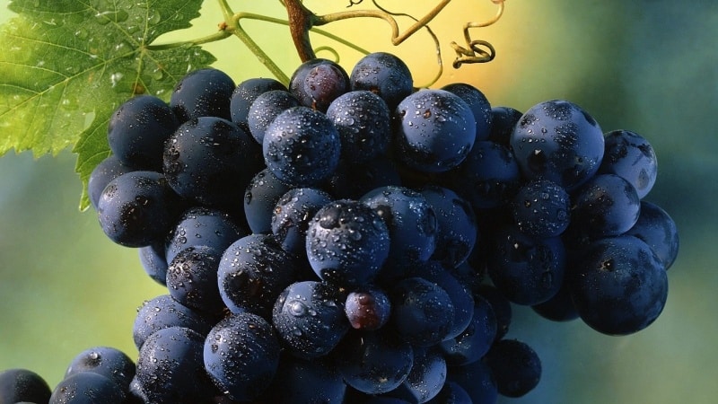 Многообразие темных сортов винограда