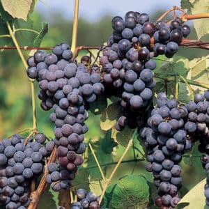 Лучшие сорта винограда для Подмосковья: характеристики и описание, советы по выбору