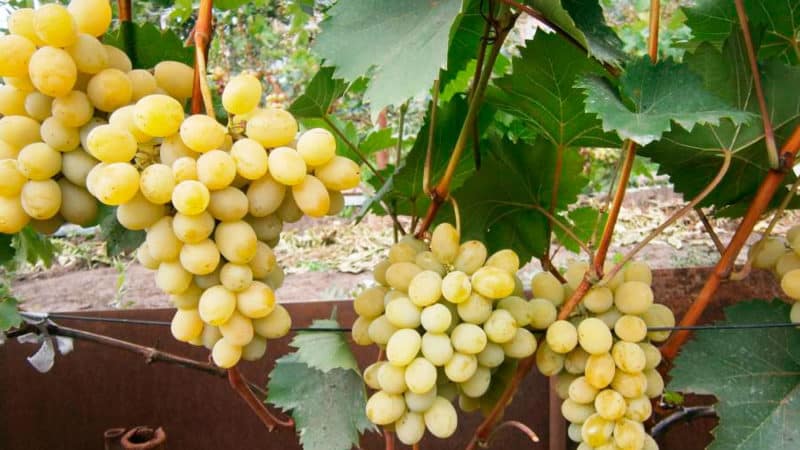 Лучшие сорта винограда для Подмосковья: характеристики и описание, советы по выбору
