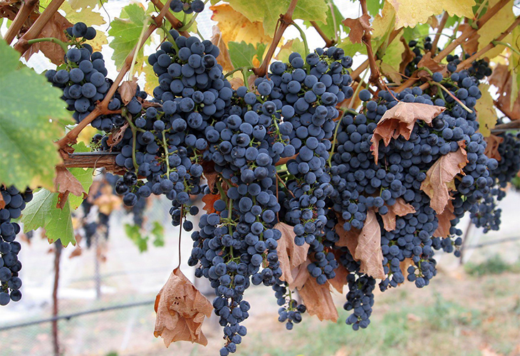Технический виноград 