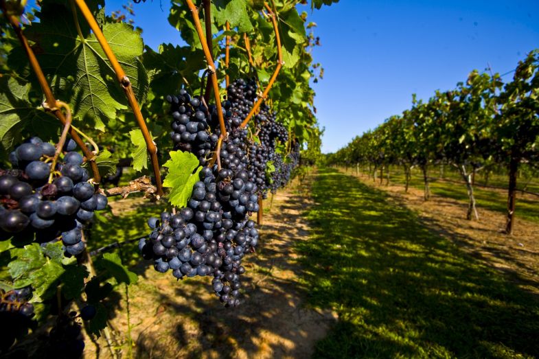 Схема посадки винограда на шпалерах - особенности посадки и полезные советы