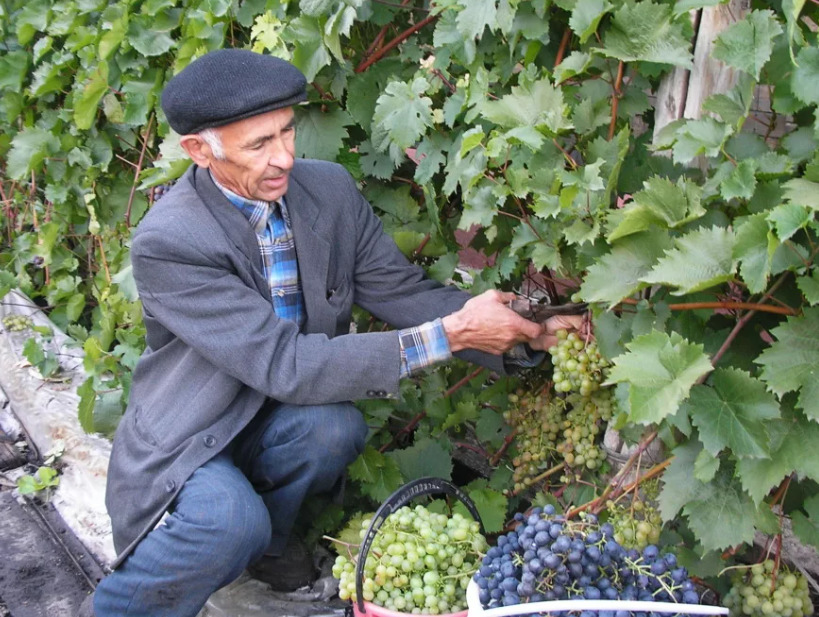 Чем, когда и как подкормить виноград весной для хорошего урожая